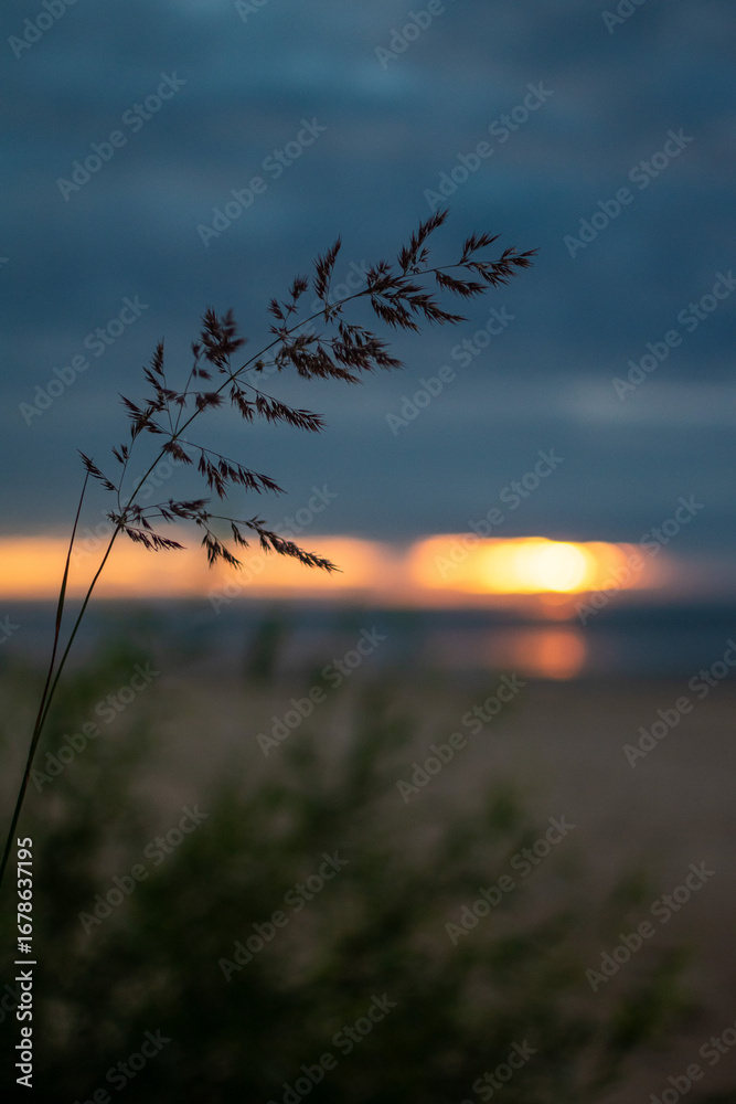 Fototapeta premium A serene seaside sunset with a tall blade of grass in the foreground. The golden light reflects over the calm sea, creating a peaceful and poetic coastal scene.