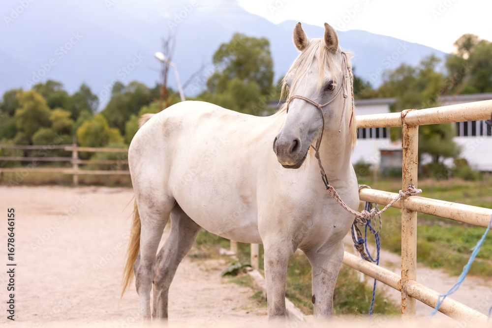 Fototapeta premium White horse on the farm in summer