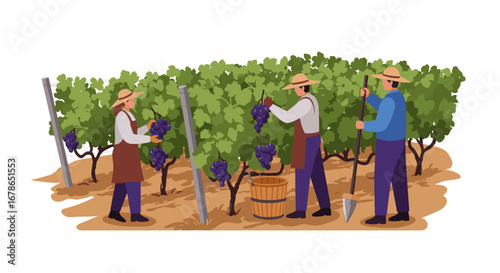Grape harvesting with farmers collecting grapes in vineyard