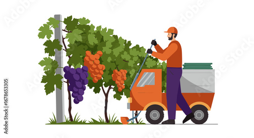 Vineyard worker harvesting grapes with modern machine in flat design