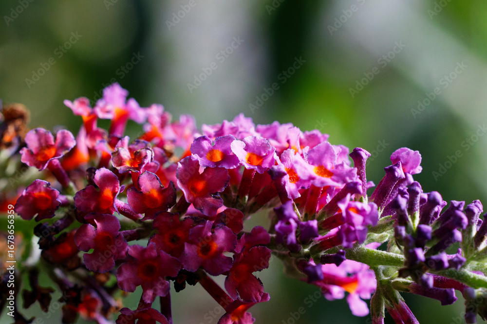 Obraz premium Blume