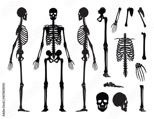 Human bones skeleton silhouette collection set. High detailed Vector illustration