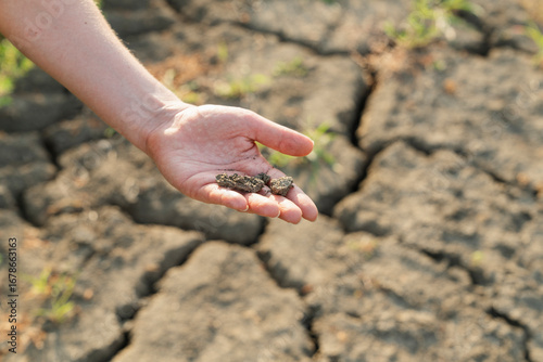 Farmer showing dry cracked soil in field during drought
