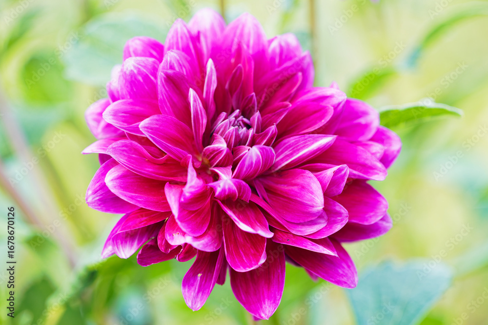 Fototapeta premium blume
