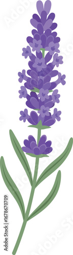 Lavender bloom delicate herbaceous plant fragrant purple flower spring summer garden vector