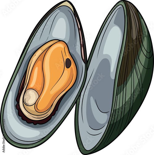 Freshly opened mussel food illustration raw seafood ingredient healthy ocean cuisine vector