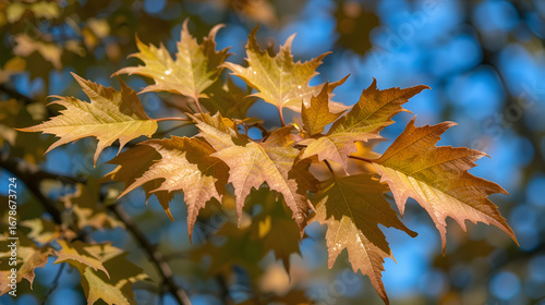 Detail of Beech tree leaves in Spring. Norfolk, UK.