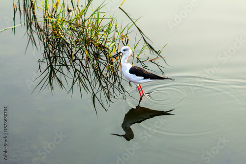 Obraz na płótnie Black-winged stilt bird in reflective water, a tranquil nature shot perfect for minimalist design and wildlife photography portfolios
