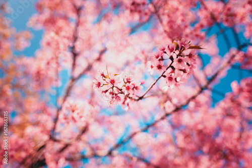 The beauty of the Himalayan cherry blossoms with a blurred background