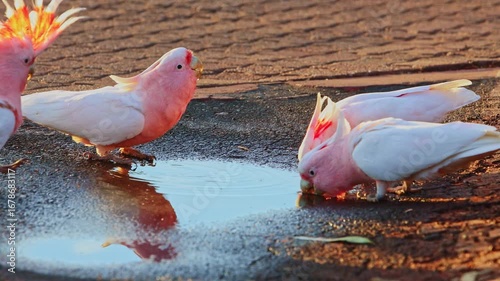 Cockatoos drinking water in Uluru, Asutralia 