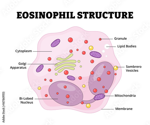 Eosinophil structure anatomy diagram for educational medical educational poster. White blood cell immune system response defense hematology. Labeled cytoplasm, granule, lipid bodies, mitochondria.