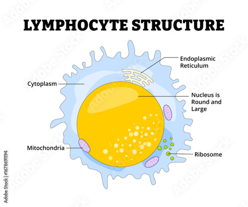 Lymphocyte structure anatomy diagram for educational medical educational poster. White blood cell immune system response defense hematology. Ribosome, cytoplasm, mitochondria, endoplasmic reticulum