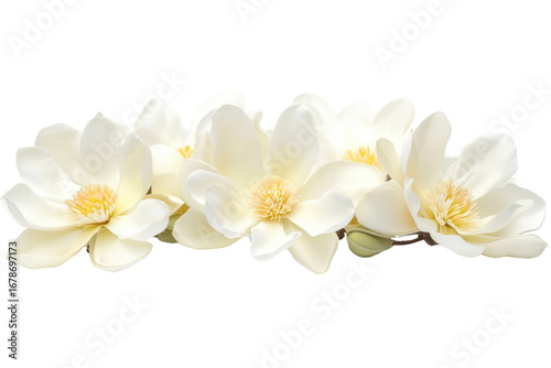 Cluster of delicate white flowers with yellow centers isolated on transparent background. White magnolia flowers isolated on white background.