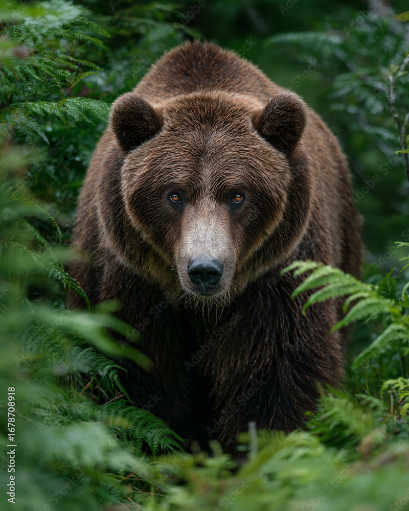 Fototapeta premium brown bear portrait