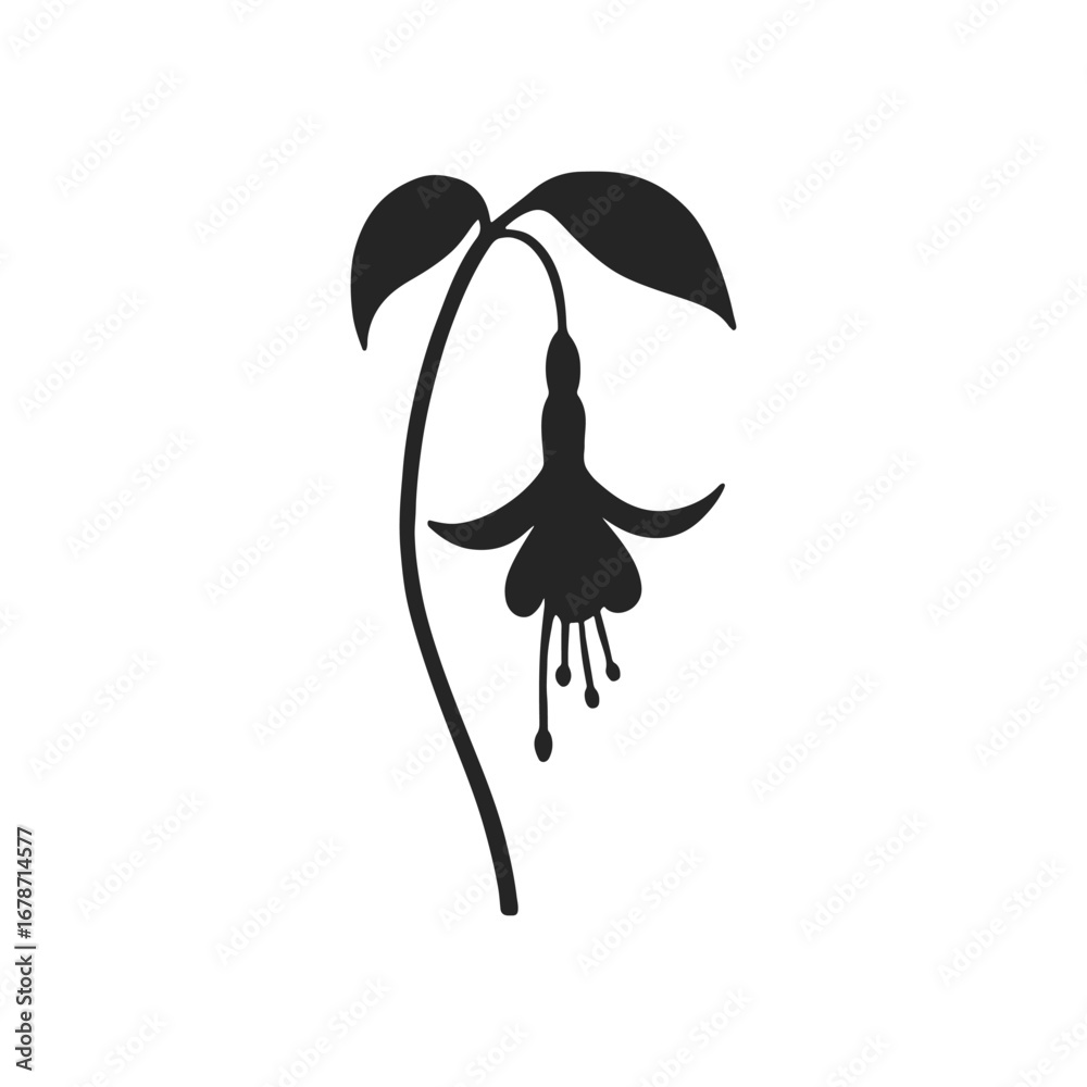 Fototapeta premium Flower Fuchsia Silhouette