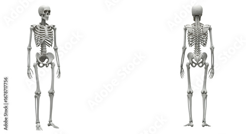 White skeletons stand, lit starkly on black. Spooky skeleton illustration for Halloween, medical illustrations, biology presentations, education, or anatomical renderings.