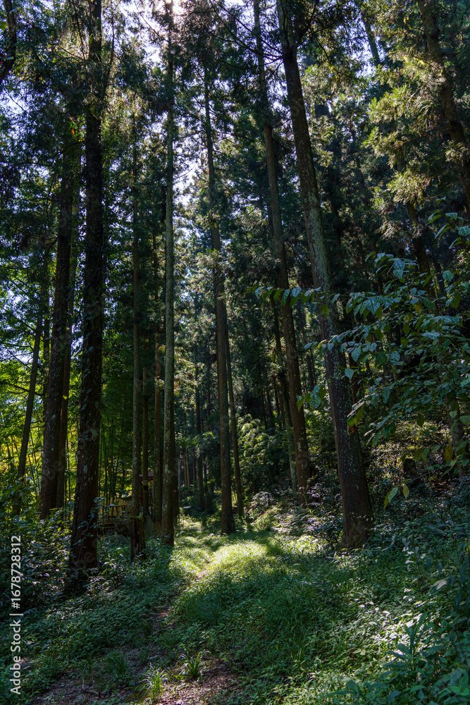 Fototapeta premium 静かな森の中の光と影