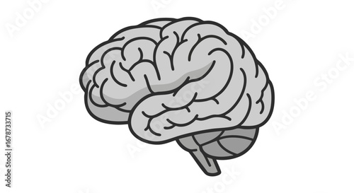 Stylized human brain representation isolated on white offering a straightforward visual aid for educational medical and creative content creation