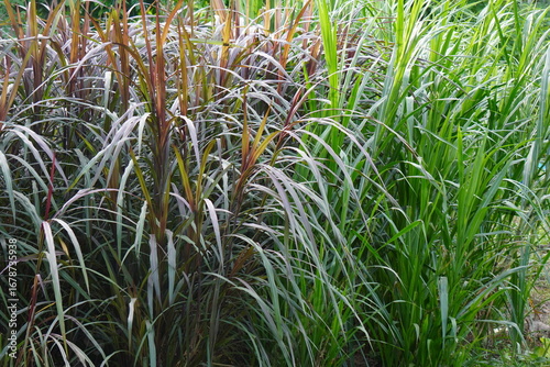Tall Grass Plants with Green and Red Leaves