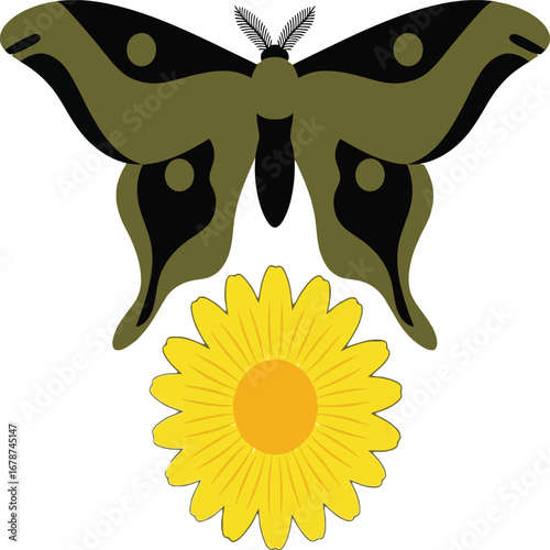Large Moth with Green and Black Wings Above Yellow Flower insect lepidoptera