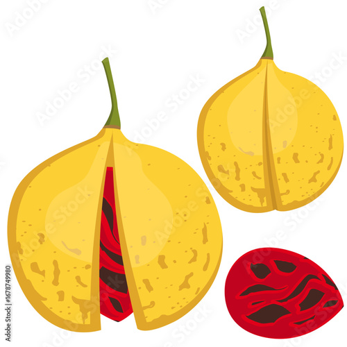 nutmeg fruit, fragrant nutmeg fruit cut in half.