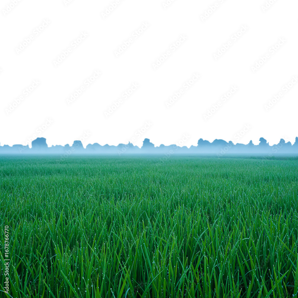 Obraz premium Lush green field under a misty sky with a distant tree line.