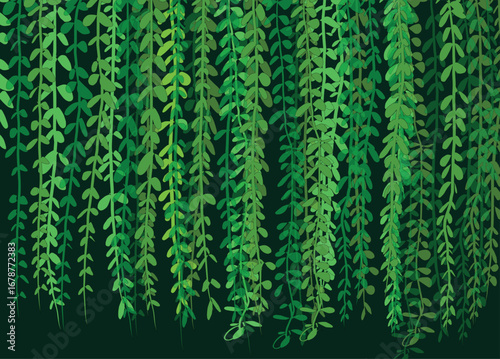 curtain creeper plant fresh illustration design