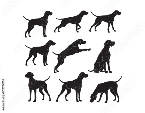 Collection of English pointer silhouettes in different poses. Vector graphic isolated on a white background.