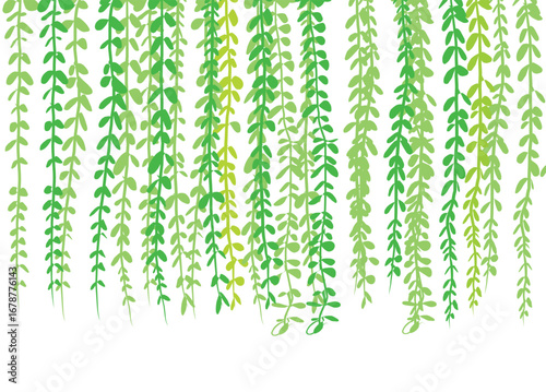 creeper plant illustration design