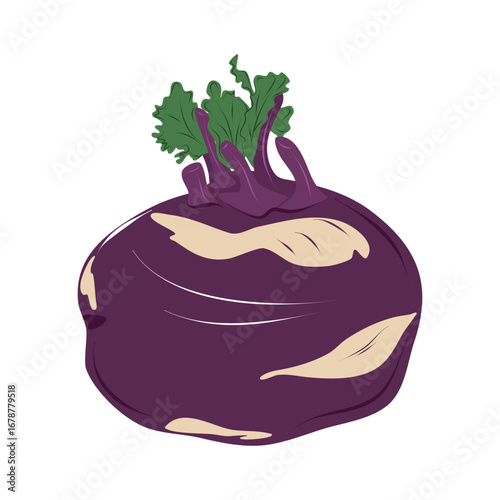 Purple kohlrabi isolated on white background. Fresh organic root vegetable for vegetarian, vegan and diet design. Vector food element for market or kitchen concepts.