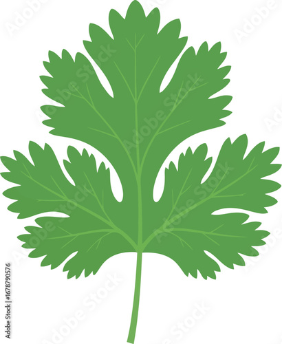 Fresh cilantro leaf herb ingredient flavor healthy food cooking culinary ingredient isolated vector