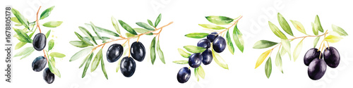 Black Olives on Branch Watercolor Painting illustration set Green Leaves Healthy Food Mediterranean Diet