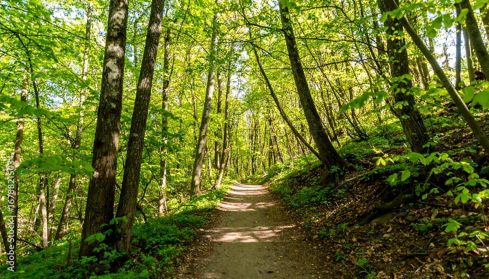 Obraz premium Sunlit path through woods