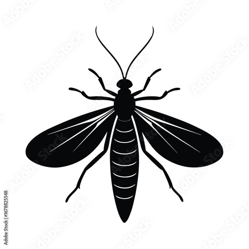 vector illustration of a mayfly