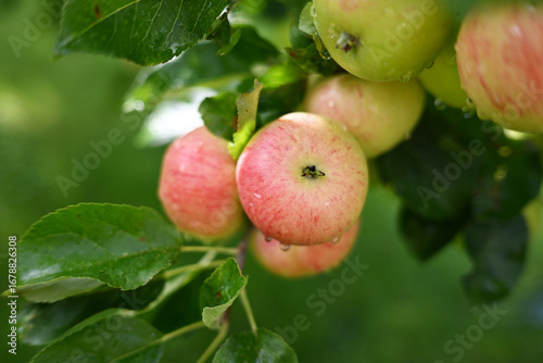 Fresh ripe apples glistening with morning drops