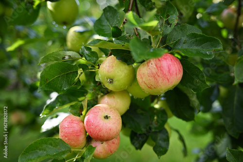 Fresh ripe apples glistening with morning drops
