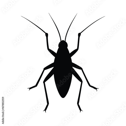 silhouette of a katydid