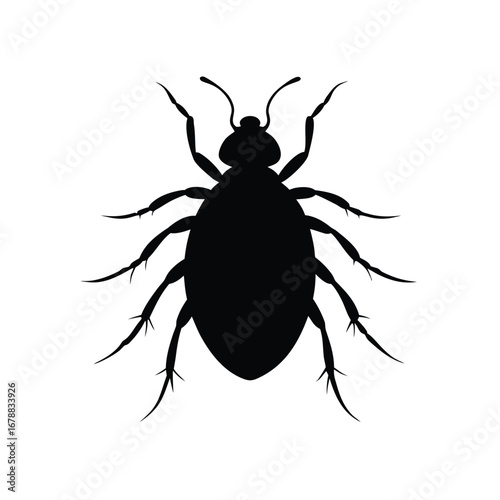 flea isolated on white background