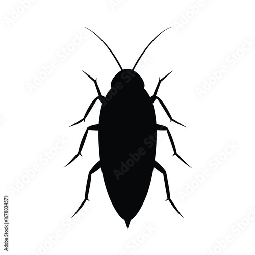 cockroach isolated on white background