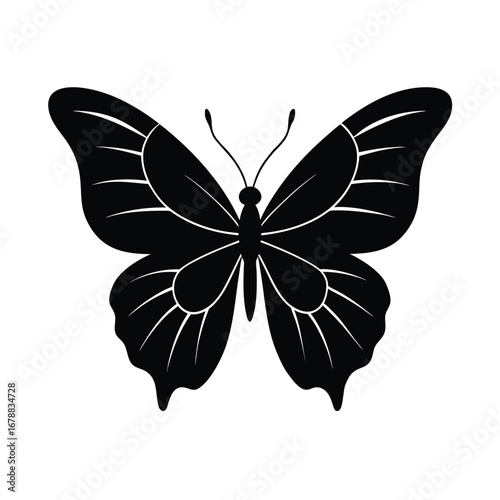 butterfly on white background