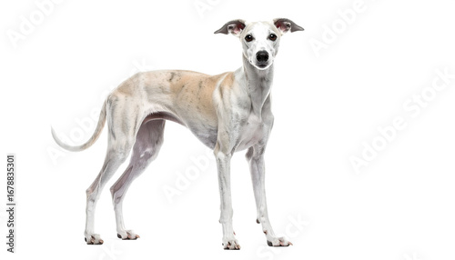 Whippet dog standing attentively with short white fur in a studio shot