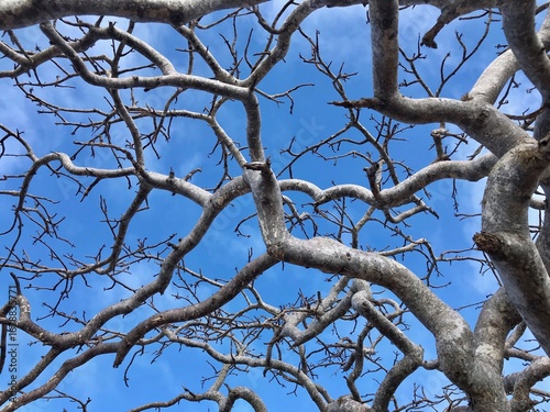 Looking up through stark grey-white branches of a Palo Santo tree against vivid blue sky, creating bold natural patterns.