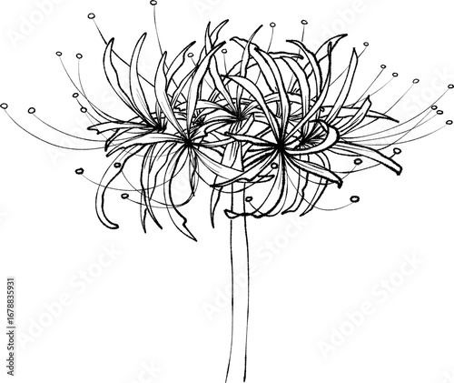 higanbana spider lily flower 