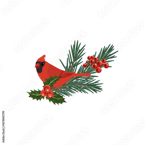 vector drawing Christmas composition, red cardinal bird at fir branch with green needles and holly leaves and red berries, hand drawn illustration