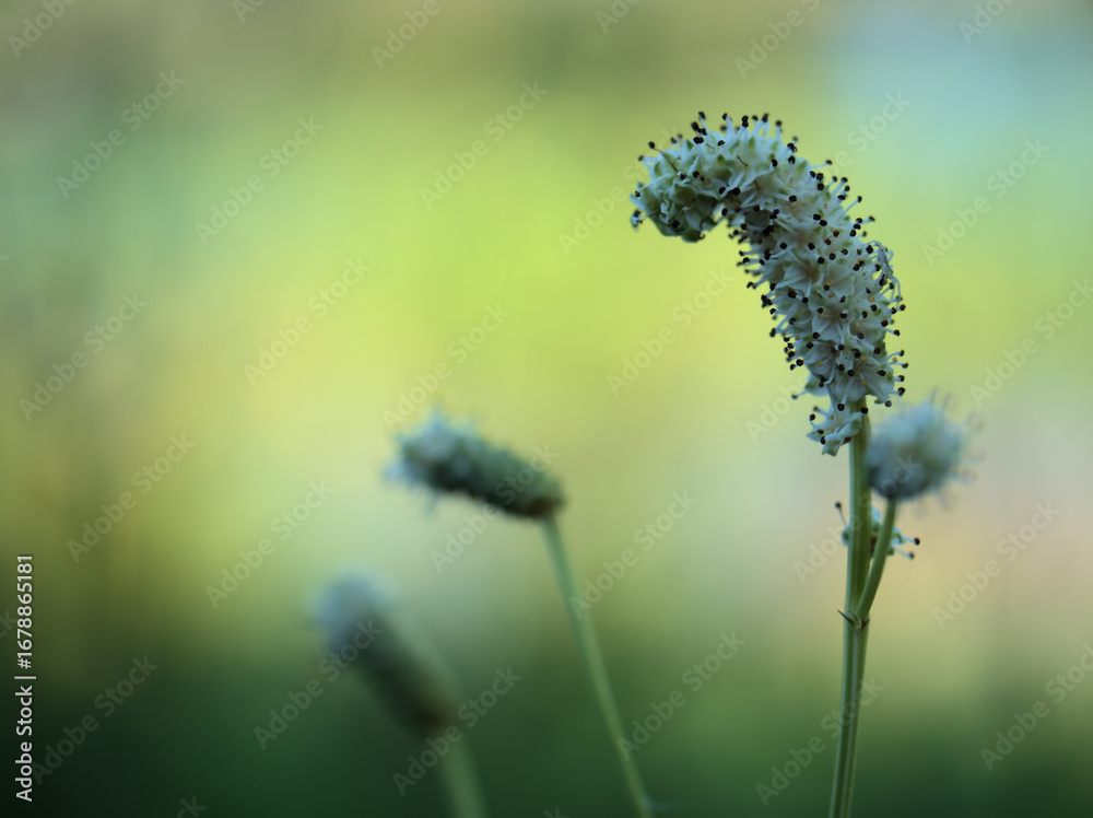 Fototapeta premium 猛暑の8月に咲いたナガボノシロワレモコウの白い花