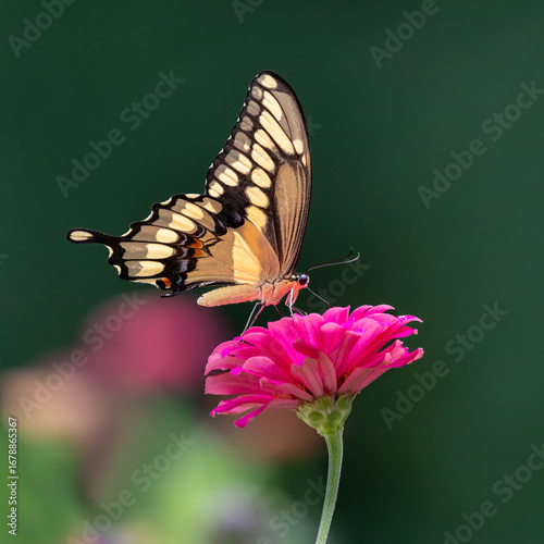 giant swallowtail butterfly on pink flower
