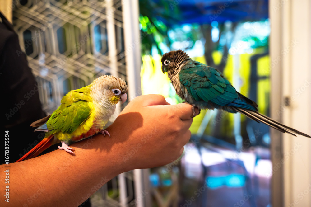 Obraz premium Cute green cheeked conure parrots in owner hand, household animal and exotic pet concept