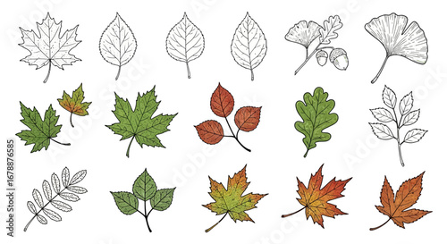 Vector Icons Set of Hand drawn botanical illustration set of colorful autumn leaves. EPS Editable