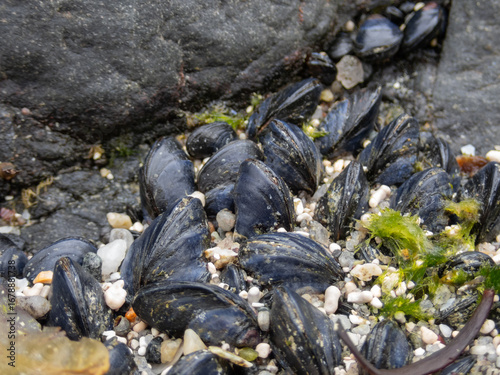 Blue mussels between rocks