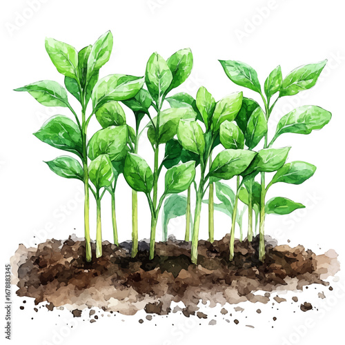 Young Sprouts Fresh Soil, watercolor illustration vector, isolated on a white background.